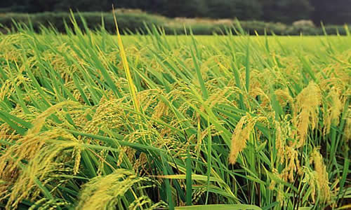 如何科學(xué)施肥？